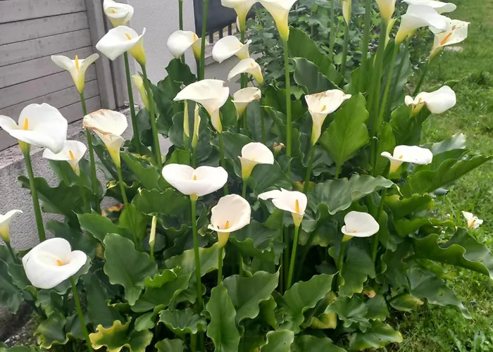 C La Belle Vie Pensionat